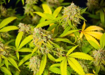 82-Year-Old German Pot Dealer Gets ‘Very Last Warning’