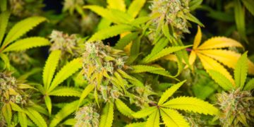 82-Year-Old German Pot Dealer Gets ‘Very Last Warning’