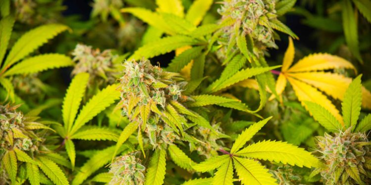 82-Year-Old German Pot Dealer Gets ‘Very Last Warning’