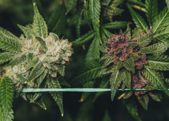 Alabama Pauses Medical Cannabis Licenses, Citing Problems With Application Process