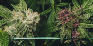 Alabama Pauses Medical Cannabis Licenses, Citing Problems With Application Process