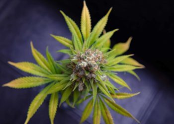 Moxie Launches in Ohio