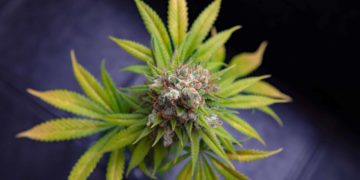 Moxie Launches in Ohio