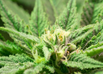 Oklahoma Medical Cannabis Firms File Suit To Block Fee Increases