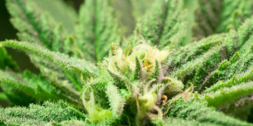 Oklahoma Medical Cannabis Firms File Suit To Block Fee Increases