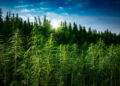 U.K.-Based Hemp Farm Shuts Down Due to THC in CBD Products