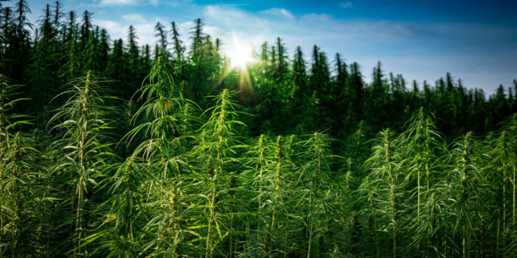 U.K.-Based Hemp Farm Shuts Down Due to THC in CBD Products
