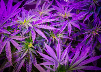 Ohio Pot Legalization Initiative Fails To Collect Enough Signatures