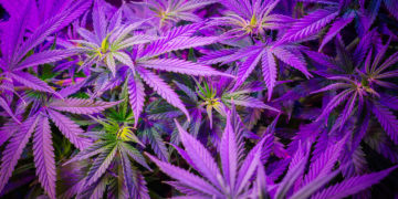 Ohio Pot Legalization Initiative Fails To Collect Enough Signatures