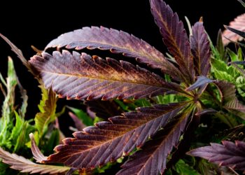 Cannabis and the Second Amendment: A Word of Warning