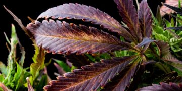 Cannabis and the Second Amendment: A Word of Warning