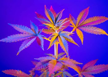 Legalize America Is the First Cannabis-Focused Super PAC