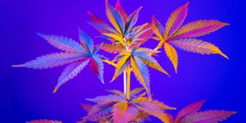 Legalize America Is the First Cannabis-Focused Super PAC