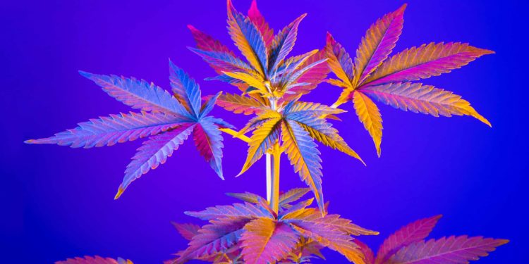 Legalize America Is the First Cannabis-Focused Super PAC