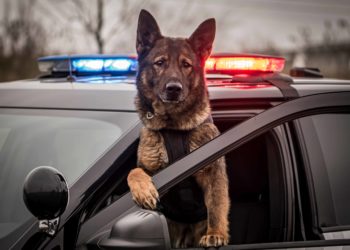 Cannabis Legalization Is Putting Police Dogs Out Of Work