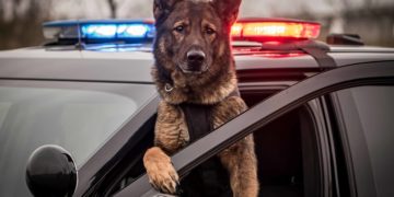 Cannabis Legalization Is Putting Police Dogs Out Of Work