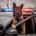 Cannabis Legalization Is Putting Police Dogs Out Of Work