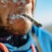 Canadian Study Examines Potency, Duration of Joints