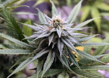 U.S. Department of Justice Extends Pardon Certificate Comment Deadline to August 15