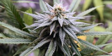 U.S. Department of Justice Extends Pardon Certificate Comment Deadline to August 15