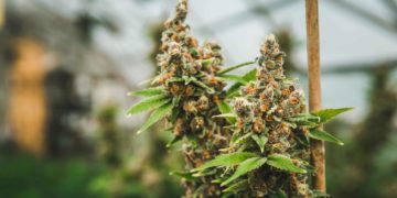 More Than 1,000 Arrested in Sweep of U.K. Weed Grows