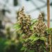 More Than 1,000 Arrested in Sweep of U.K. Weed Grows