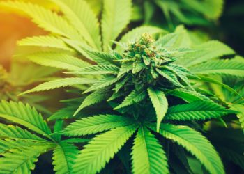 Number of Federal Cannabis Prisoners Has Decreased by 61% Over the Past Five Years