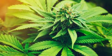 Number of Federal Cannabis Prisoners Has Decreased by 61% Over the Past Five Years