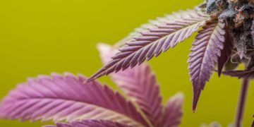 Massachusetts Pot Sales Reach $152M Last Month, $4.74B Since 2018