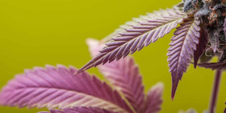 Massachusetts Pot Sales Reach $152M Last Month, $4.74B Since 2018