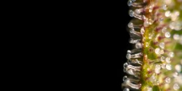 North Carolina Medical Cannabis Bill Likely Dead For 2023