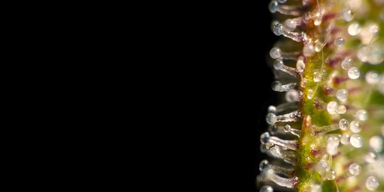 North Carolina Medical Cannabis Bill Likely Dead For 2023