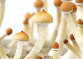 Minneapolis Mayor Orders Police Stop Arrests for Psychedelics