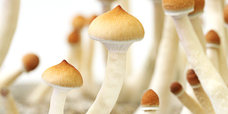 Minneapolis Mayor Orders Police Stop Arrests for Psychedelics