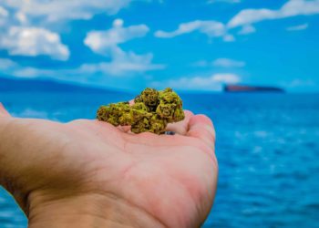 Beach Bud: ‘Large Amount’ of Cannabis Washes Ashore in Florida