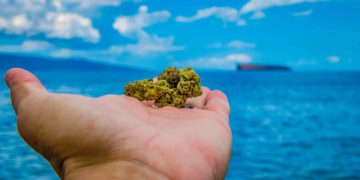 Beach Bud: ‘Large Amount’ of Cannabis Washes Ashore in Florida