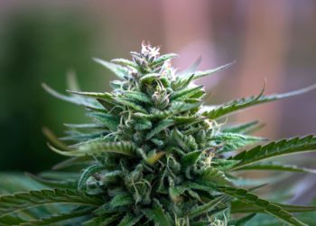 Minnesota-Based Native American Tribe To Begin Selling Recreational Cannabis After August 1