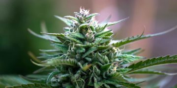 Minnesota-Based Native American Tribe To Begin Selling Recreational Cannabis After August 1