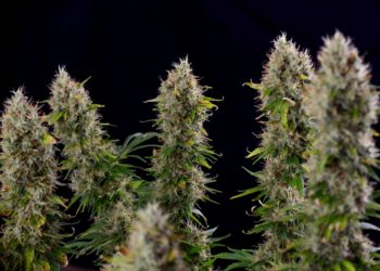 Maryland’s First Week of Adult-Use Cannabis Sales Tops $20 Million