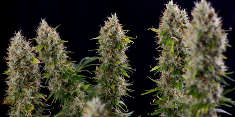 Maryland’s First Week of Adult-Use Cannabis Sales Tops $20 Million