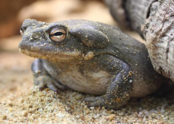 Psychedelic Toads Invade Arizona After Monsoon Season Kicks In