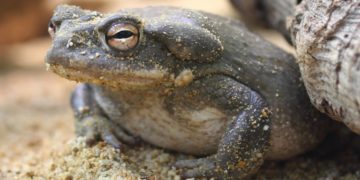 Psychedelic Toads Invade Arizona After Monsoon Season Kicks In