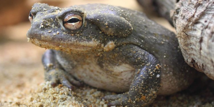 Psychedelic Toads Invade Arizona After Monsoon Season Kicks In