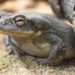 Psychedelic Toads Invade Arizona After Monsoon Season Kicks In