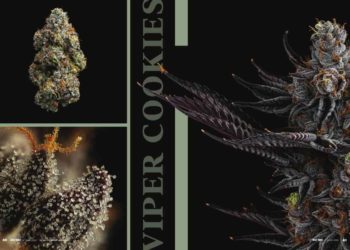 Homegrown in Mendocino