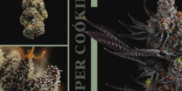 Homegrown in Mendocino