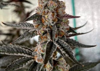 Growing at the Highest Caliber Humanly Possible: The Art of Small Batch