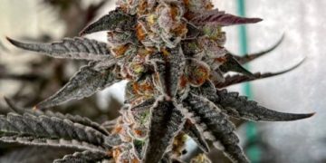 Growing at the Highest Caliber Humanly Possible: The Art of Small Batch