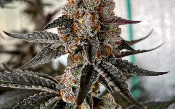 Growing at the Highest Caliber Humanly Possible: The Art of Small Batch