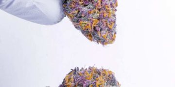 Jon’s Stone-Cold Cop List #41: A Stable & Grounded Collection of Heat